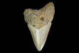 Fossil Megalodon Tooth - North Carolina #130045-1